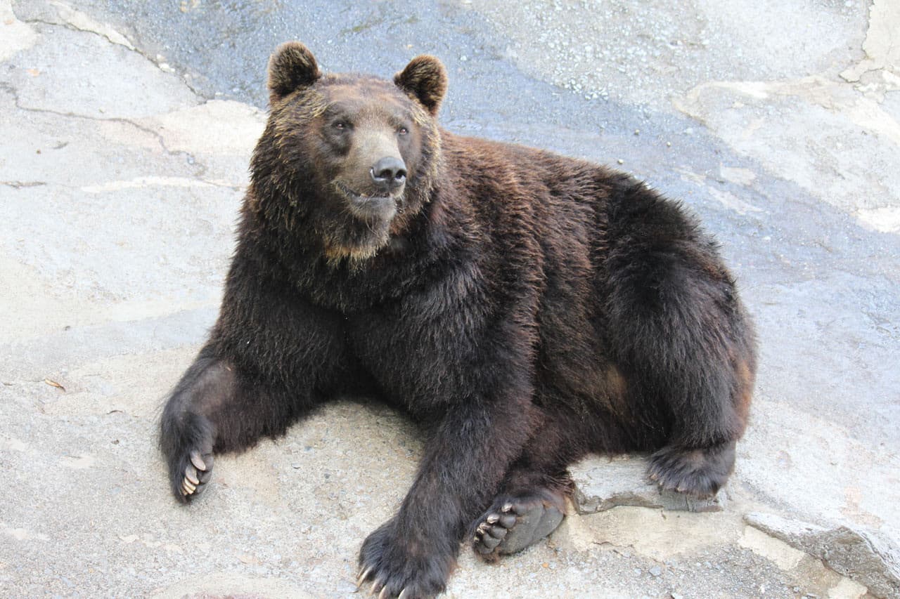 Hokkaido Noboribetsu Bear Park Ticket - სურათი 4