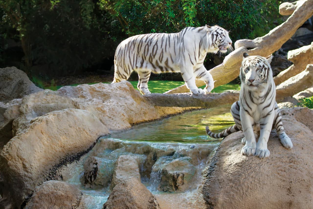 Loro Parque Ticket - სურათი 13