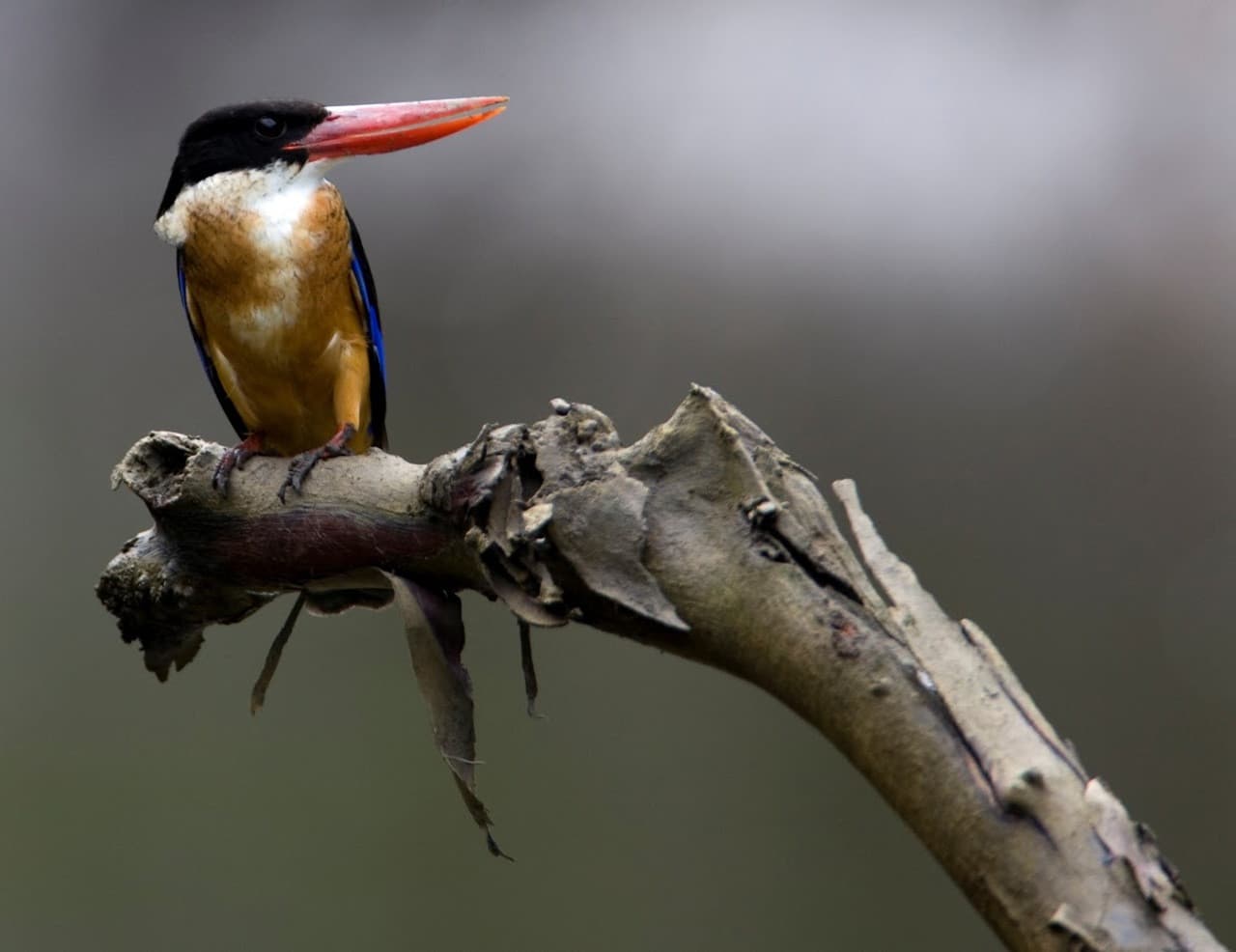 Langkawi Birdwatching Experience Tour - Half Day - სურათი 10