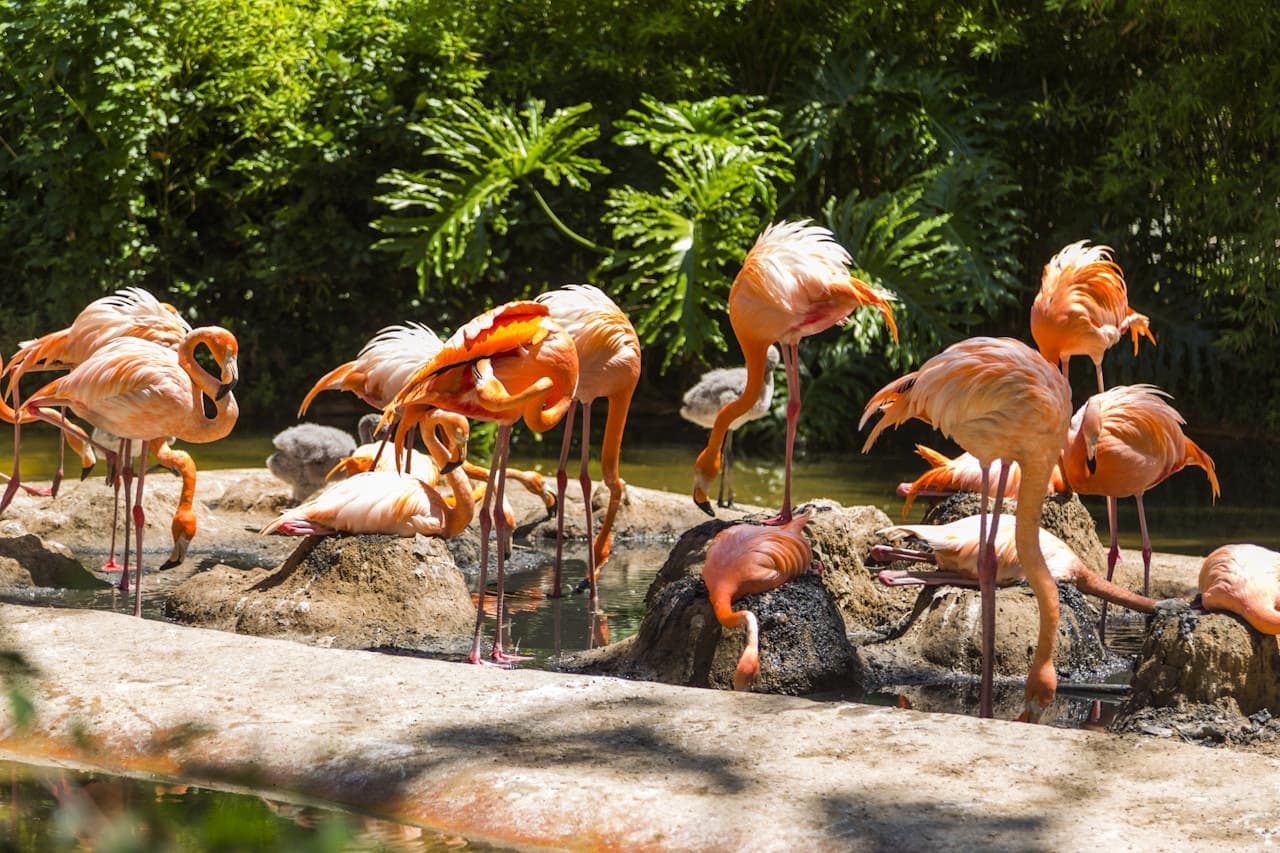 Barcelona Zoo - სურათი 2