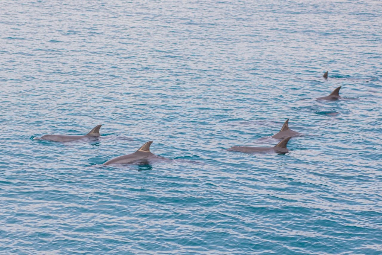 Raya Noi, Raya Yai, and Maiton Island Snorkelling Tour from Phuket - სურათი 4