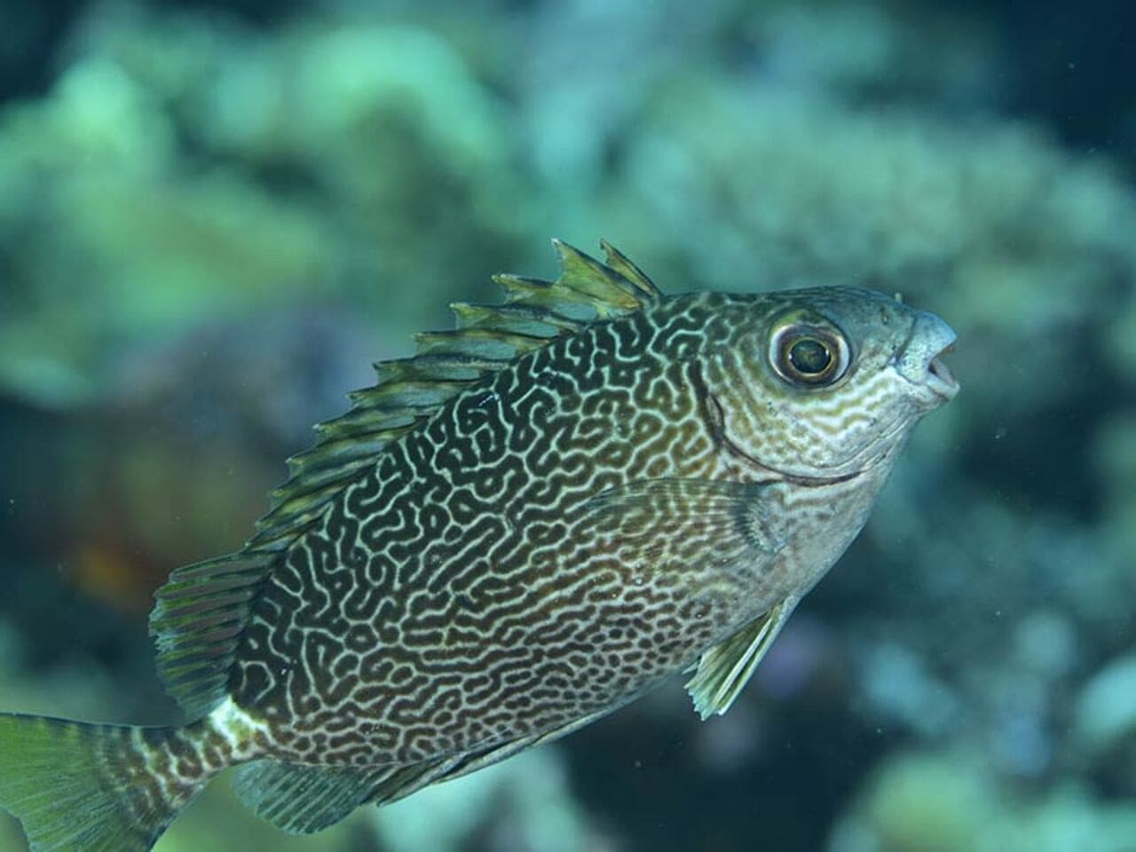 Okinawa Miyakojima Undersea Park - სურათი 9