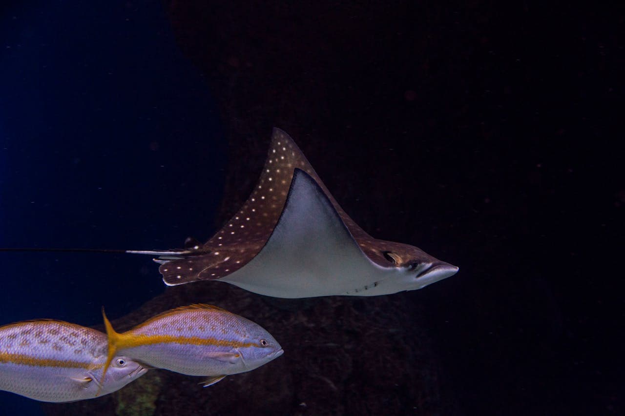 The Florida Aquarium Ticket - სურათი 8
