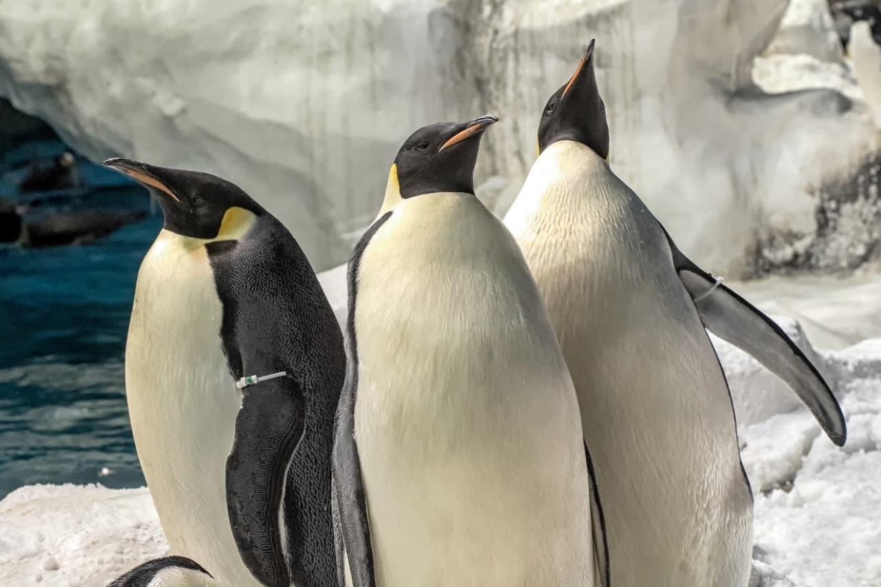 SeaWorld San Diego Ticket: Direct Entry - სურათი 7