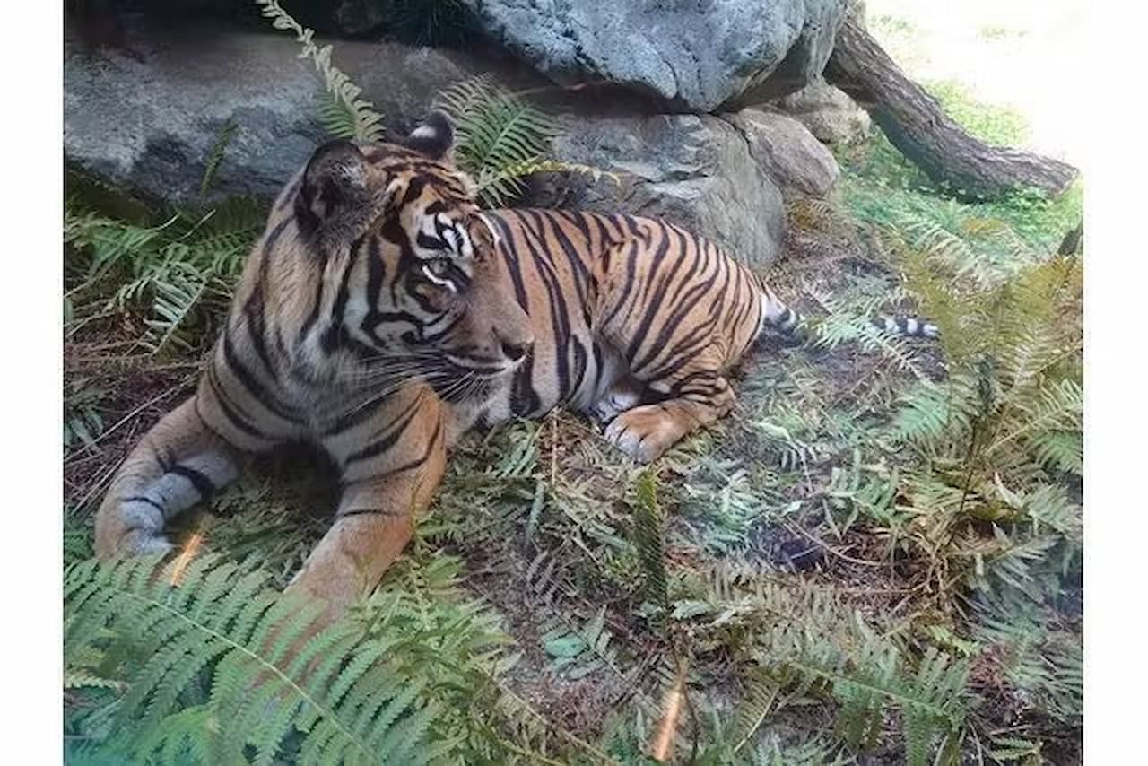 Nagoya-City Higashiyama Zoo and Botanical Gardens - სურათი 7