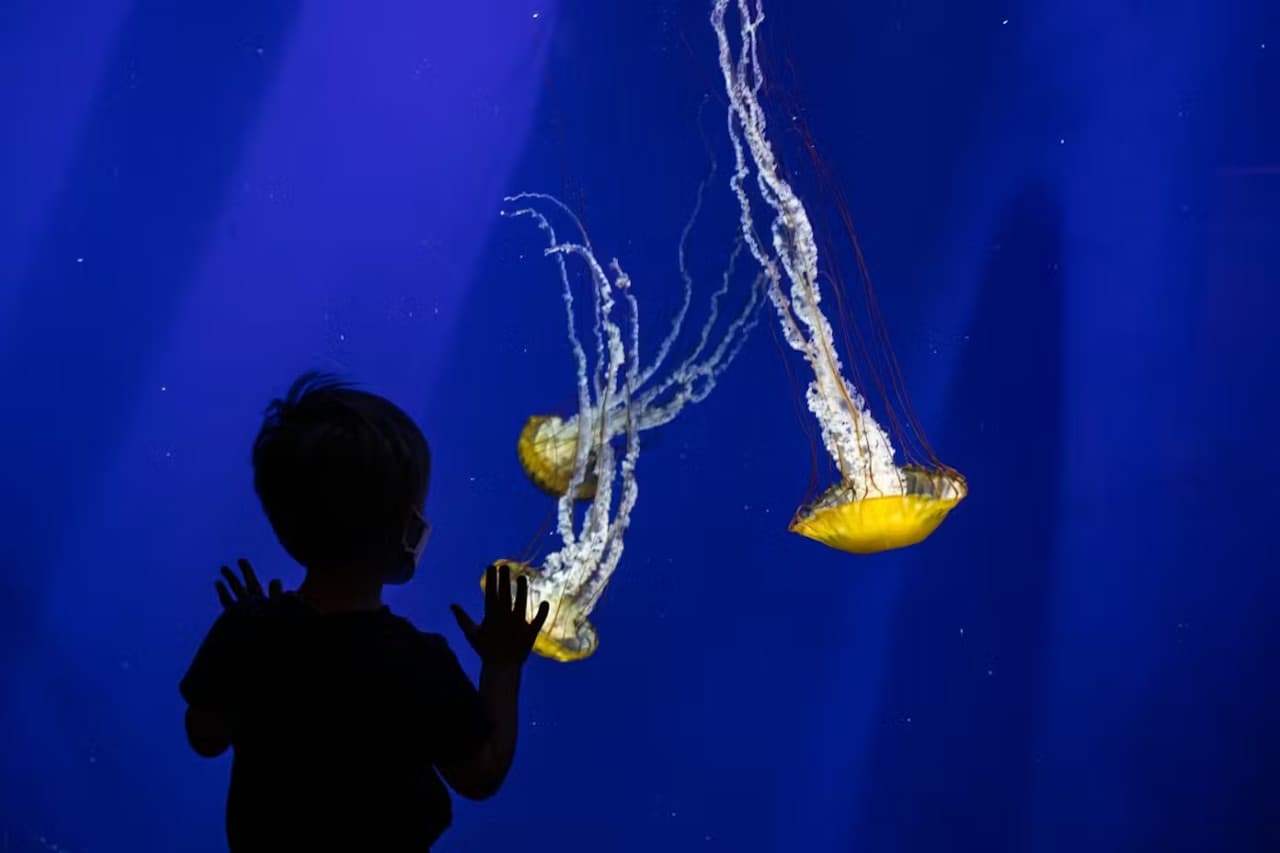 Georgia Aquarium: Fast Track Ticket - სურათი 13