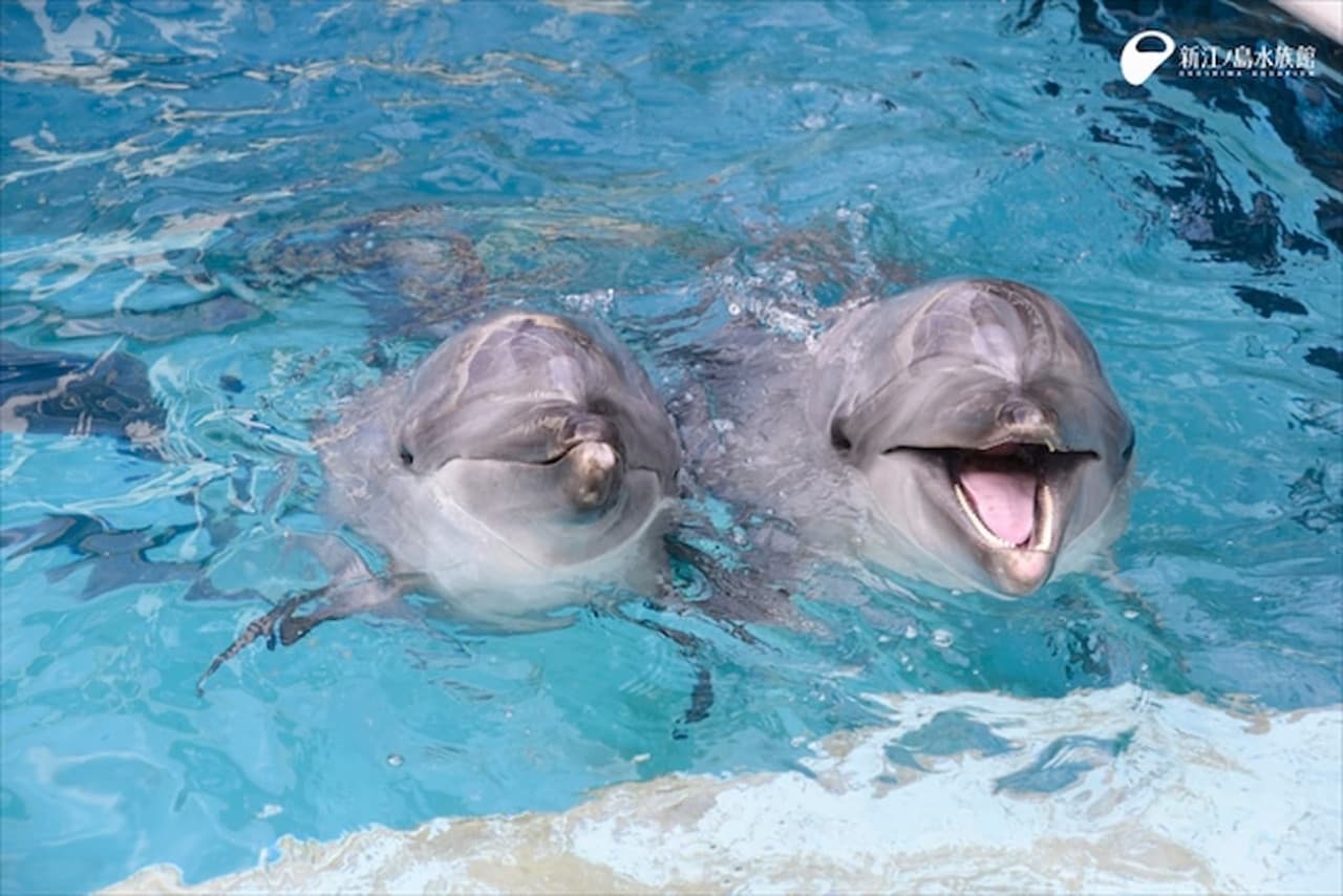 Enoshima Aquarium Ticket - სურათი 6