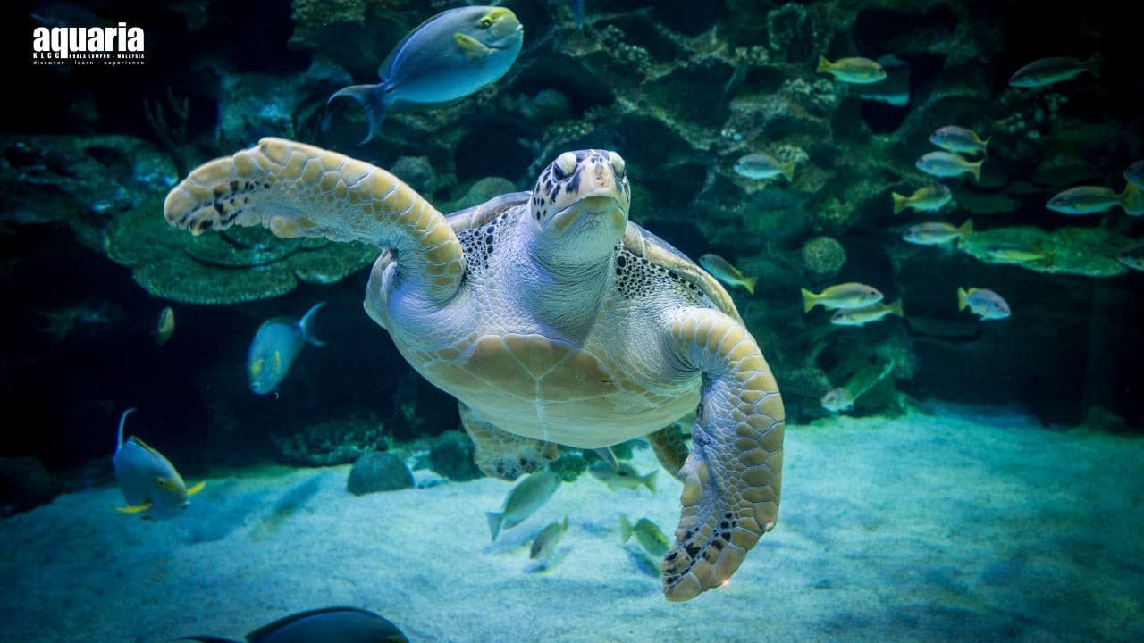 Aquaria KLCC Ticket - სურათი 6