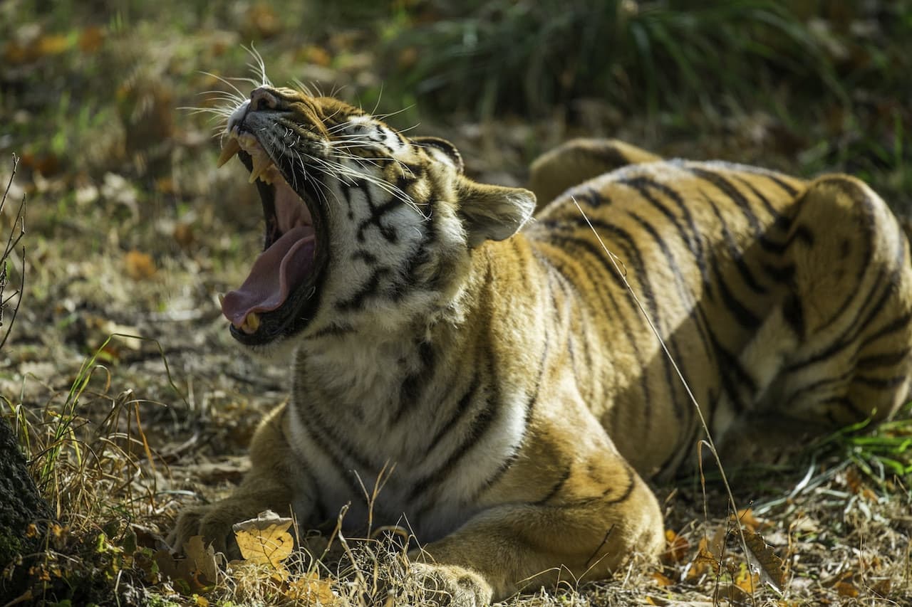 Thoiry ZooSafari: Skip The Line - მთავარი სურათი