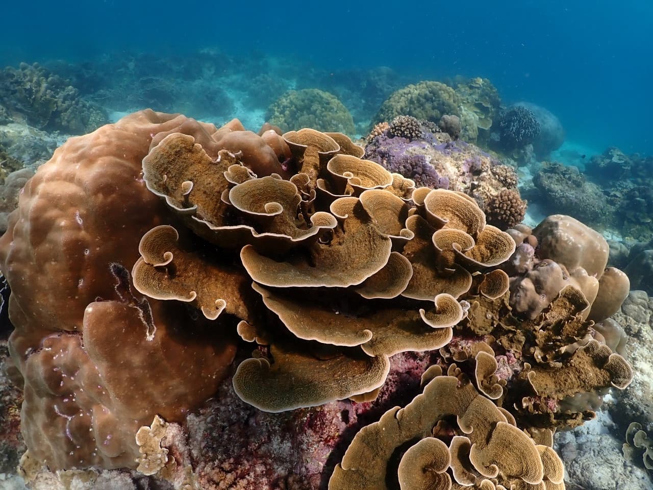 Raya Noi, Raya Yai, and Maiton Island Snorkelling Tour from Phuket - სურათი 13