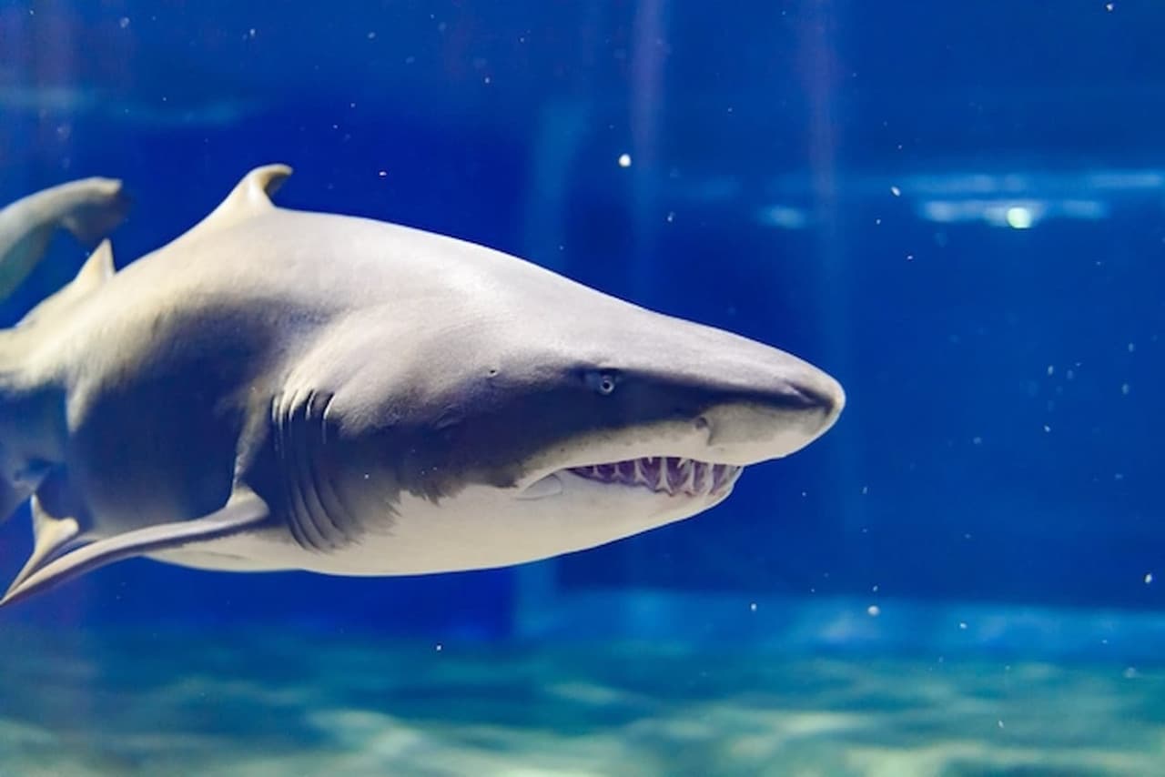Aqua World Ibaraki Prefectural Oarai Aquarium Ticket - სურათი 2