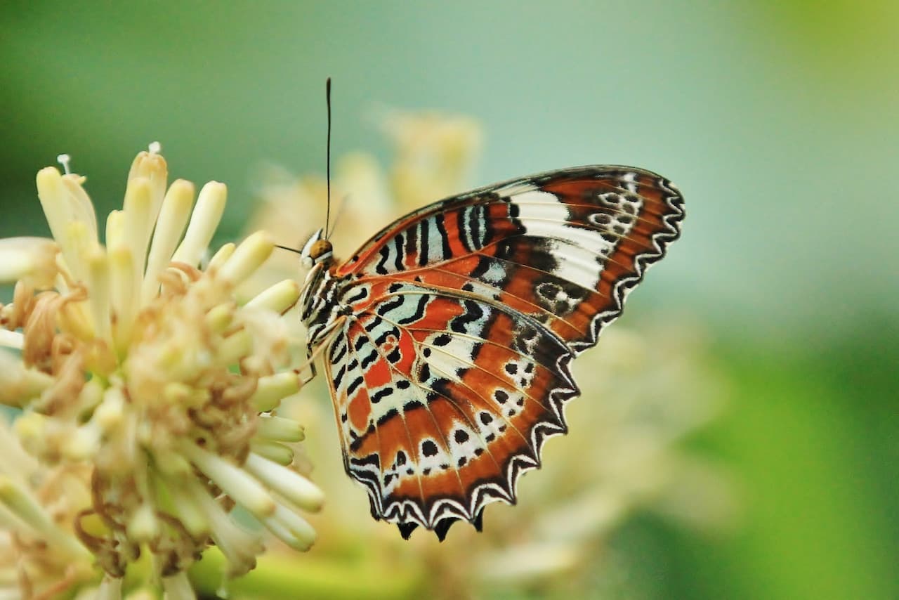 Full-Day Kuranda Tour with Skyrail Cableway, Scenic Railway, Rainforestation and Butterfly Sanctuary - სურათი 14