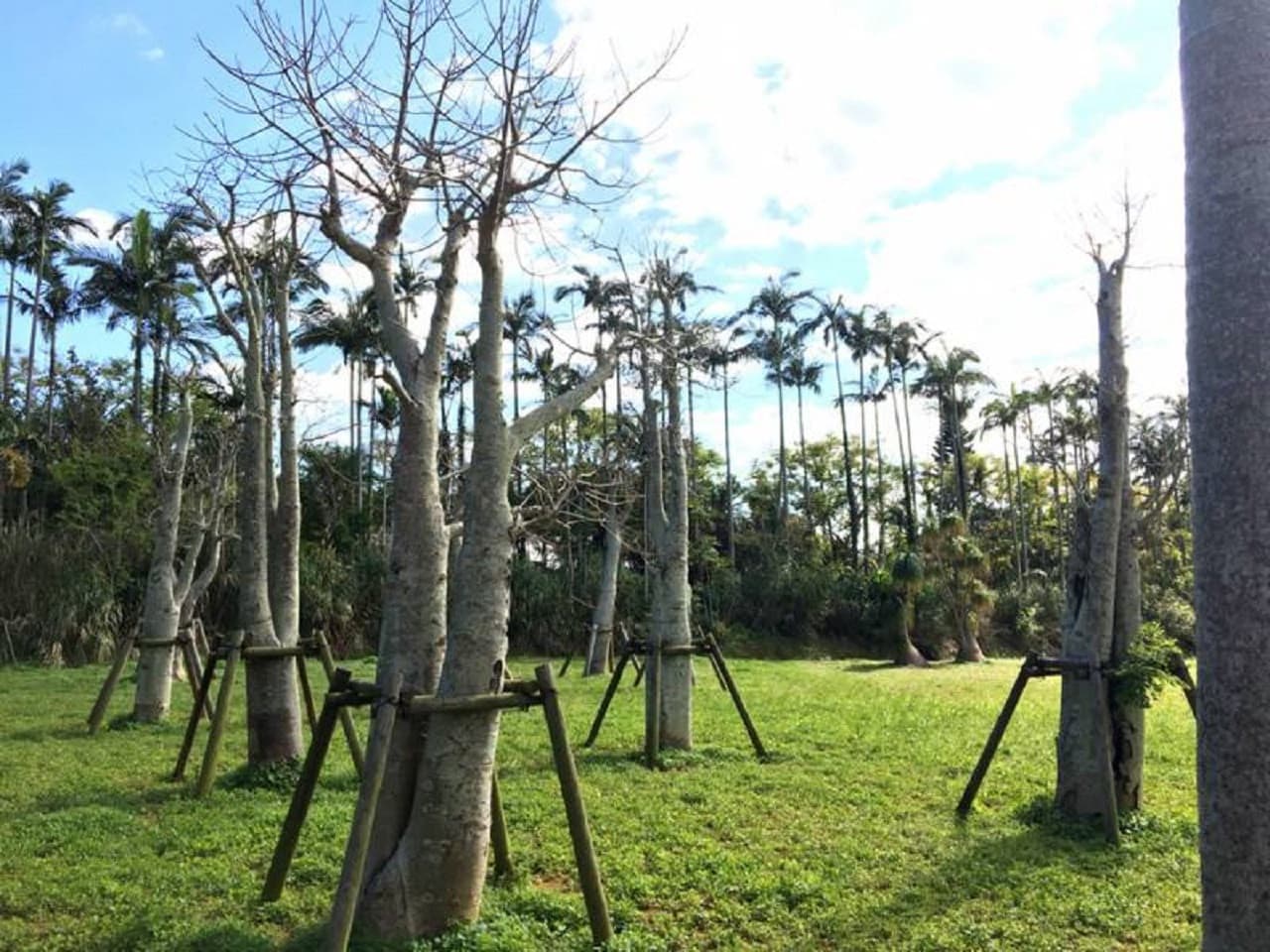 Okinawa Southeast Botanical Gardens - სურათი 11