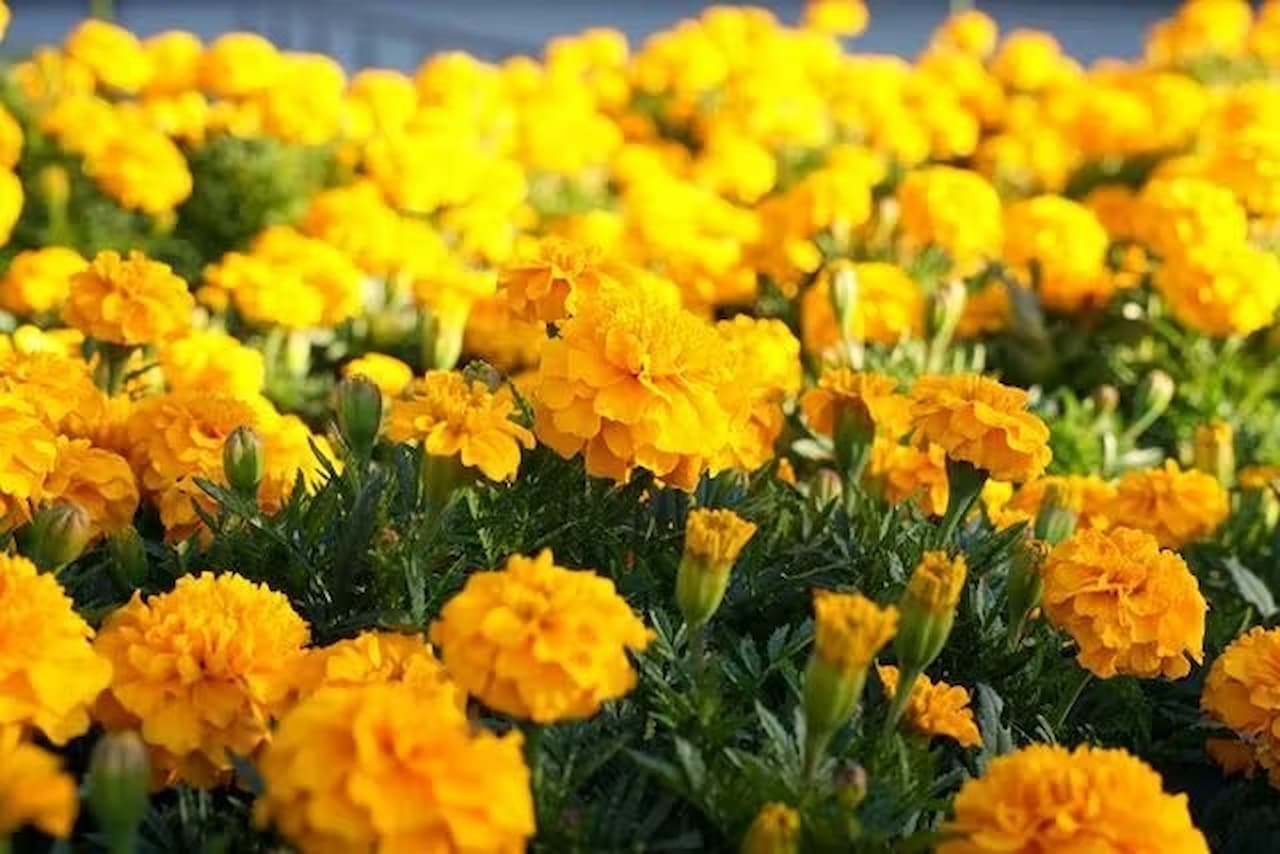 Nagoya-City Higashiyama Zoo and Botanical Gardens - სურათი 13