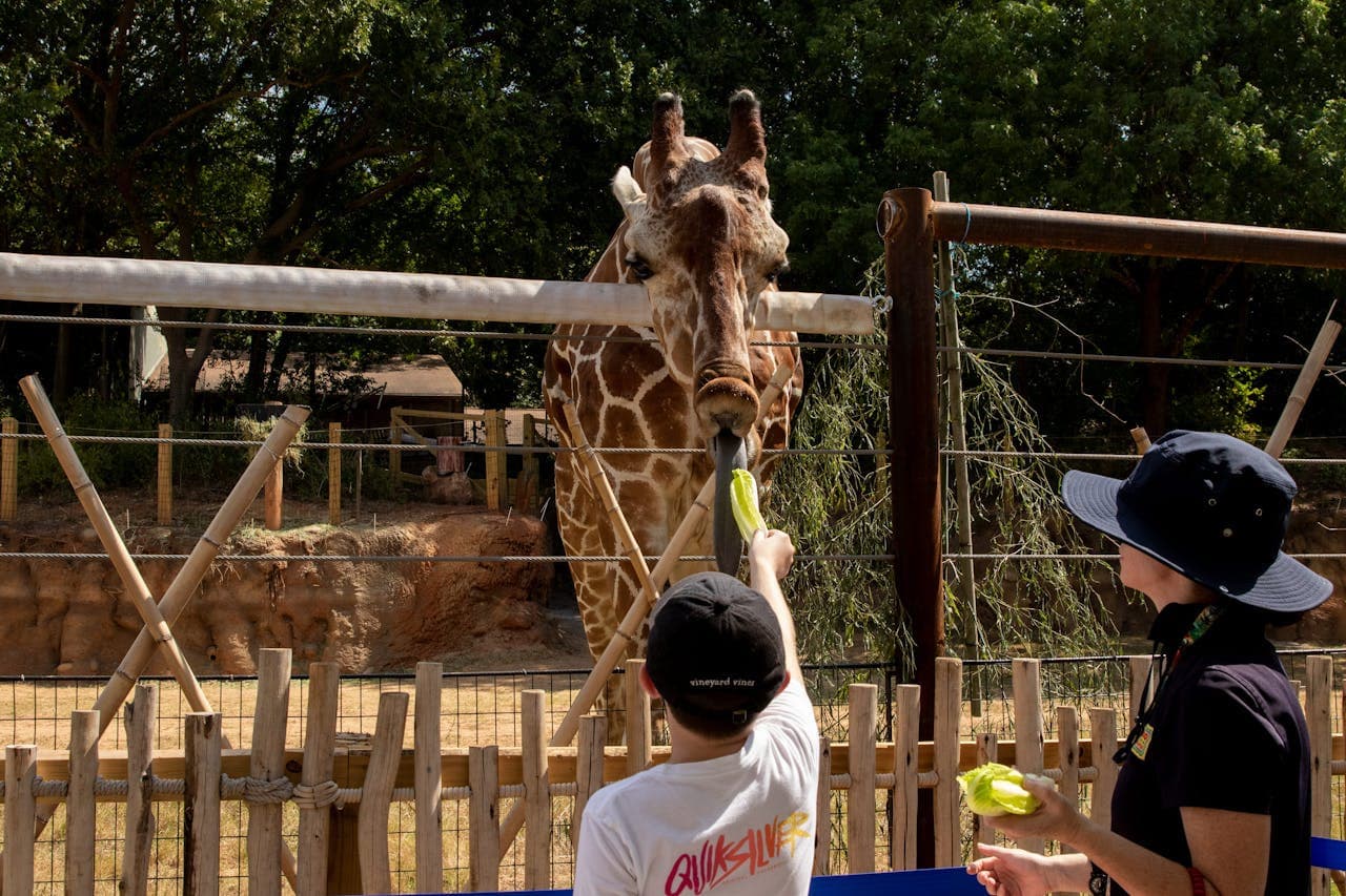 Zoo Atlanta Entry Ticket - სურათი 6