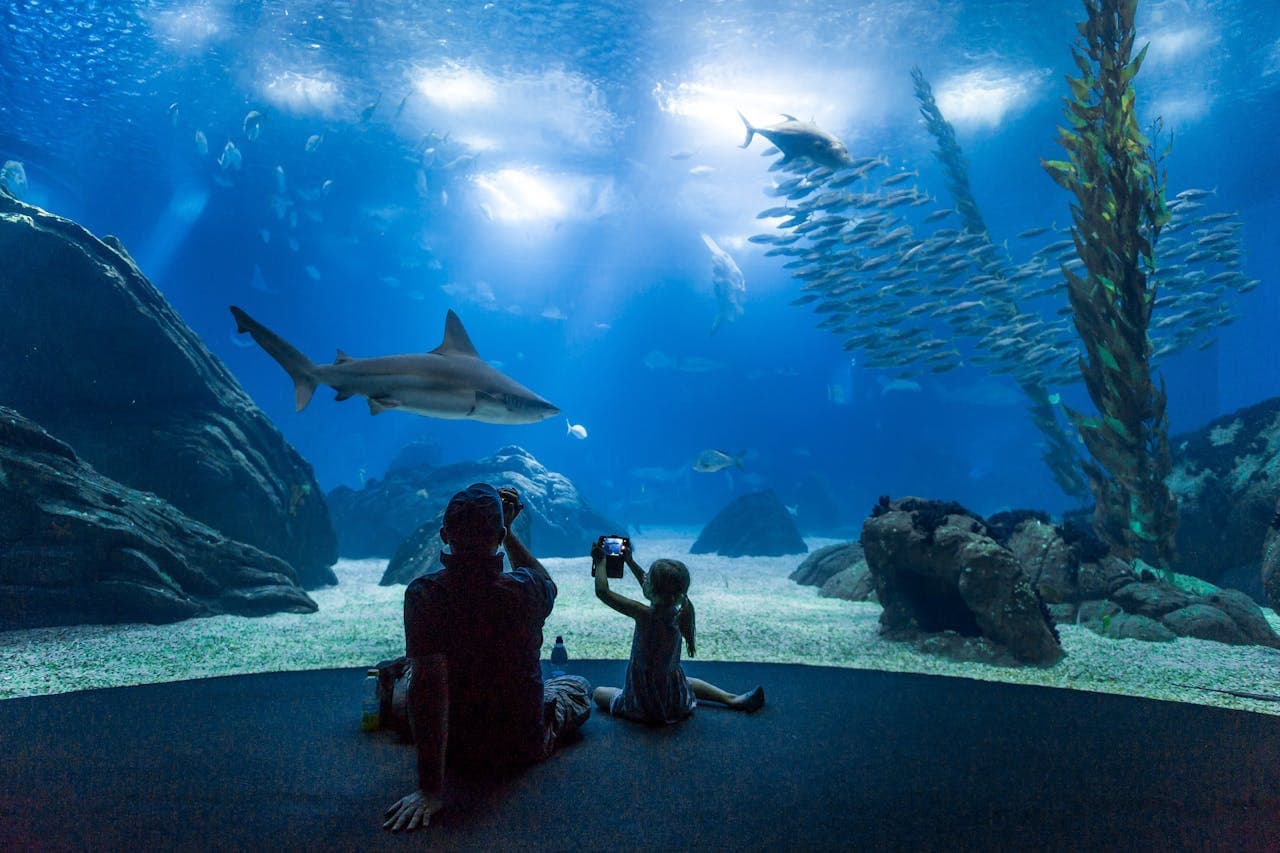 Oceanário de Lisboa Ticket - მთავარი სურათი