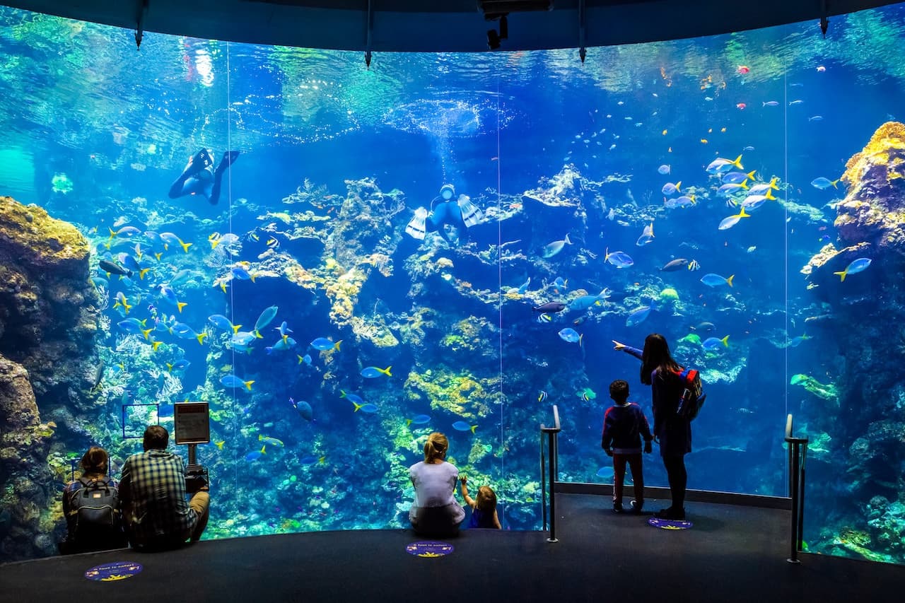California Academy of Sciences Ticket - სურათი 5