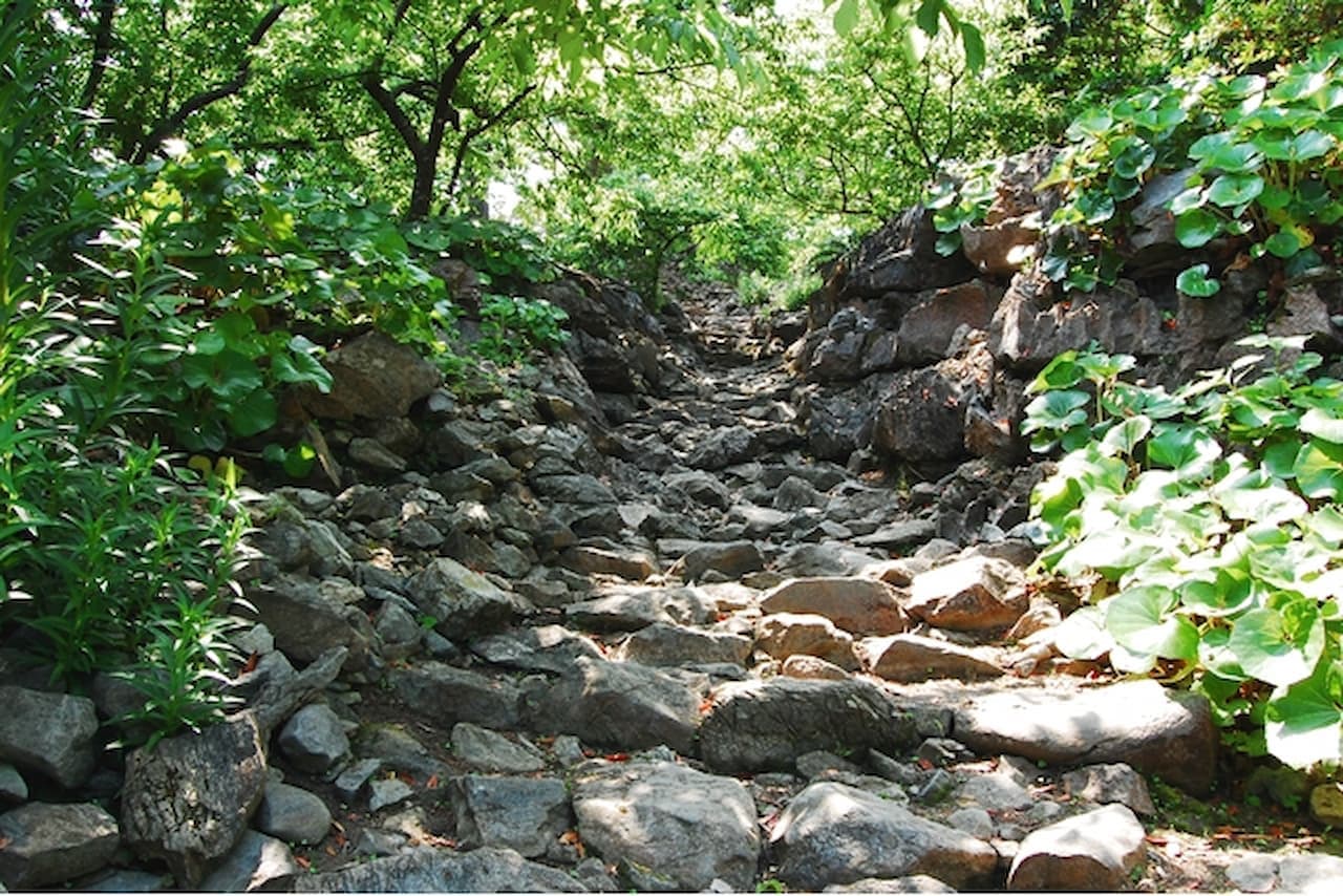 Nakijin Castle Ruins Ticket - სურათი 8