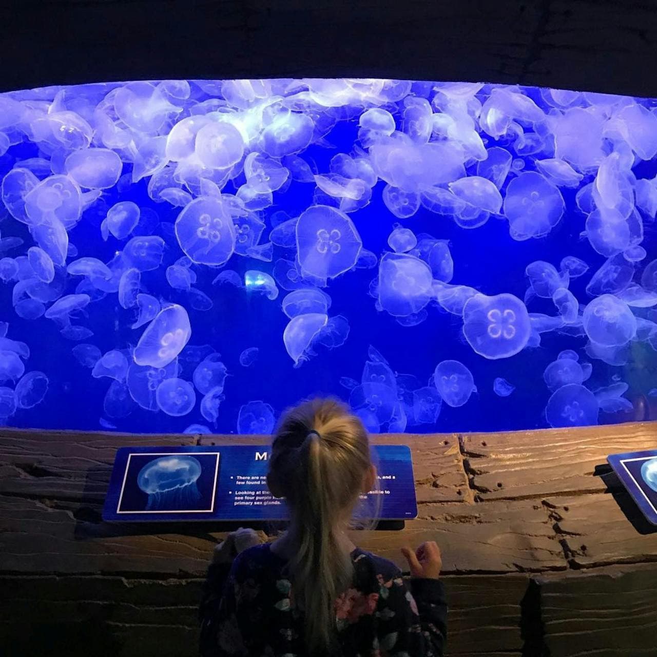 Downtown Aquarium Houston Ticket - სურათი 5