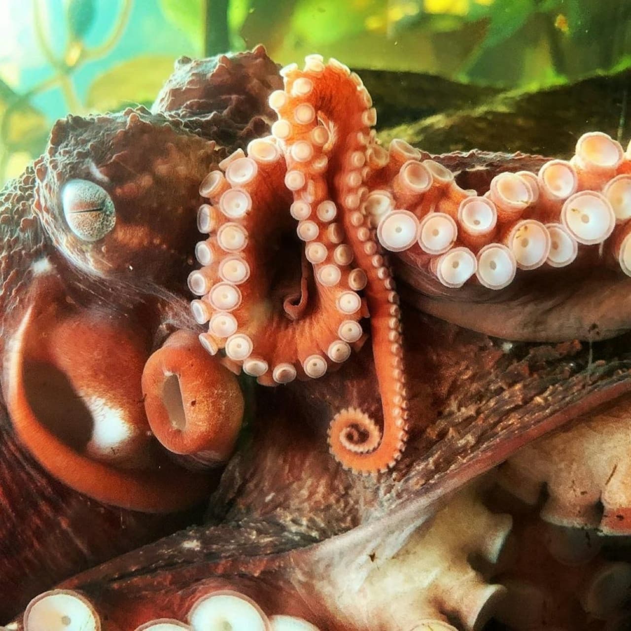 Downtown Aquarium Denver Ticket - სურათი 3