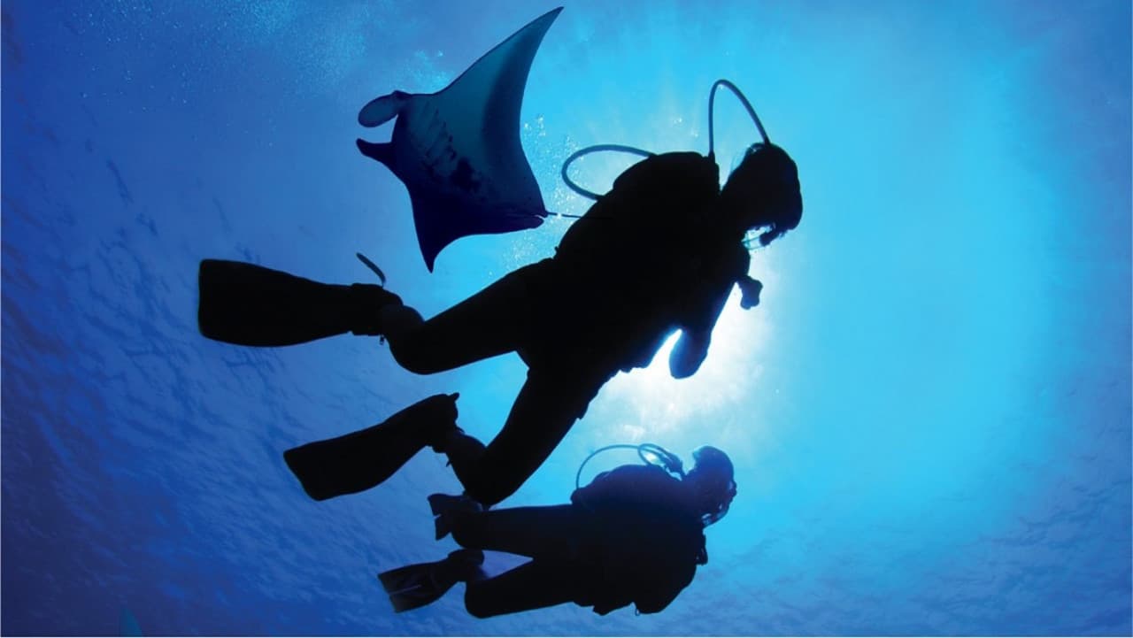 Ultimate Marine Life Experience at Adventure Cove Waterpark - სურათი 4