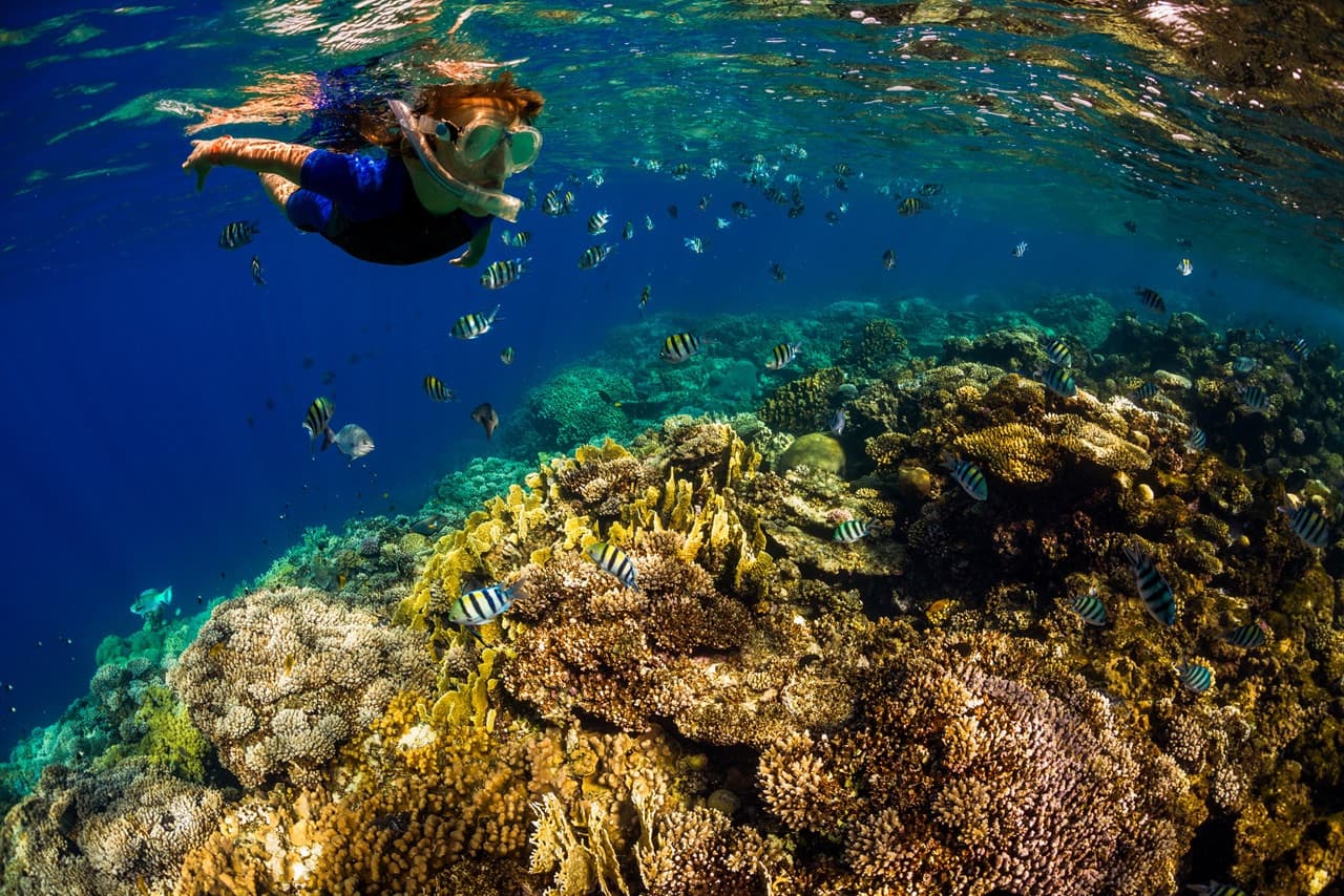Kona Dolphin Watching Cruise with Snorkelling Experience - სურათი 2