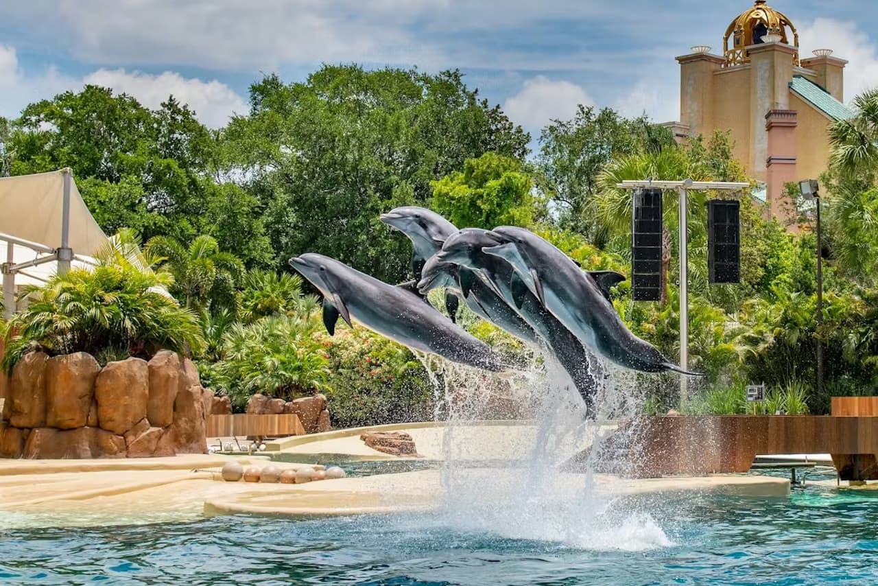 SeaWorld Orlando Ticket: Direct Entry + Optional All-Day Dining Deal + Multi-Park Discount Ticket - სურათი 6