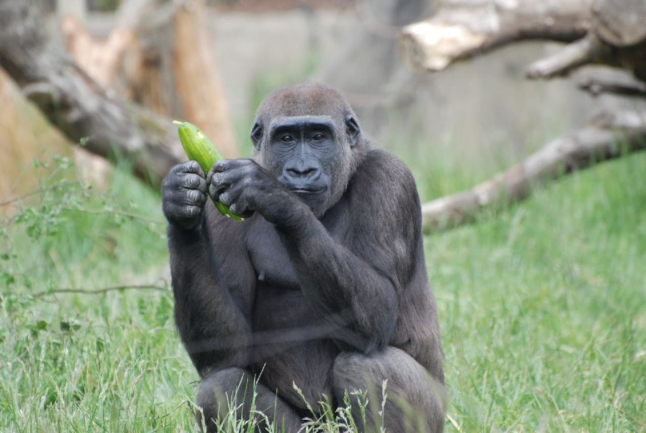 London Zoo - სურათი 5