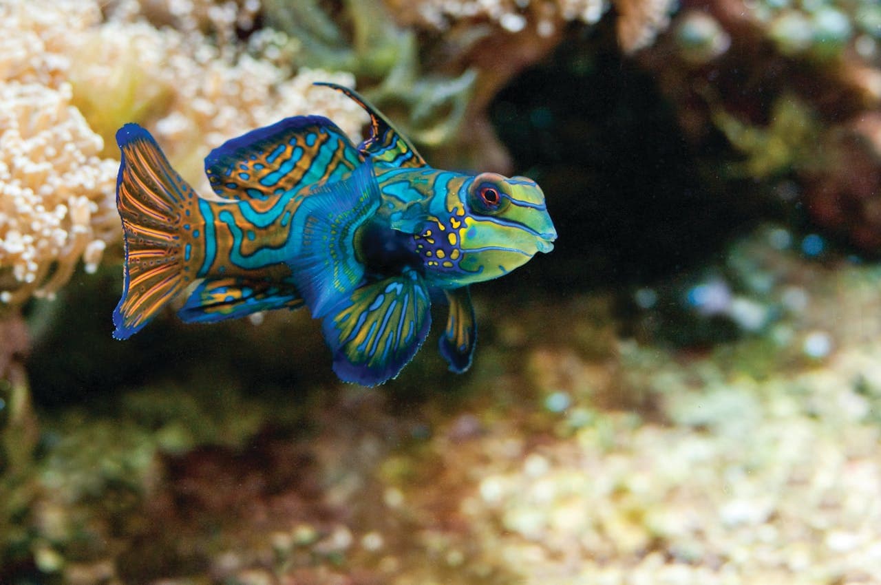 New England Aquarium Ticket - სურათი 15