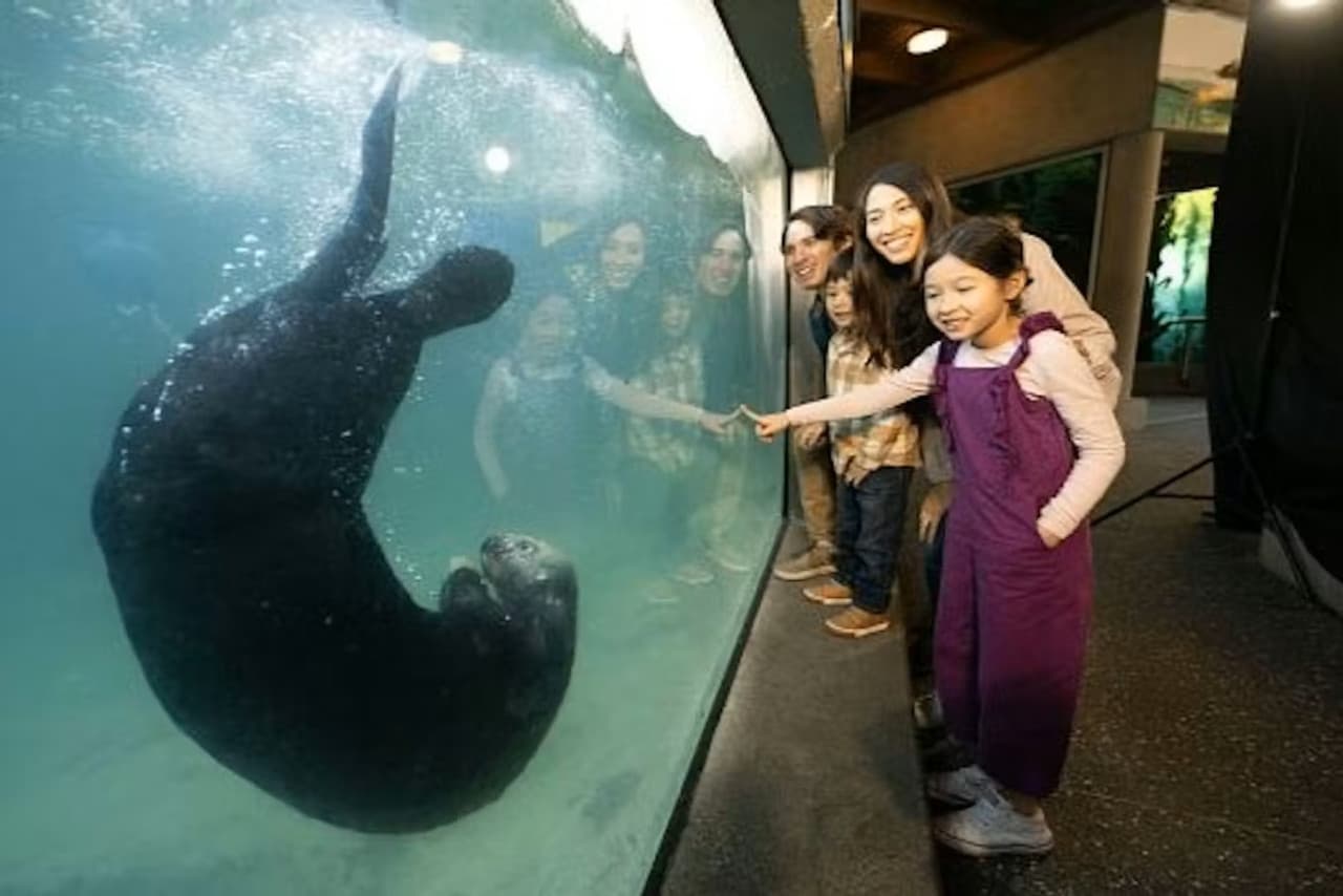 Vancouver Aquarium Ticket - სურათი 9