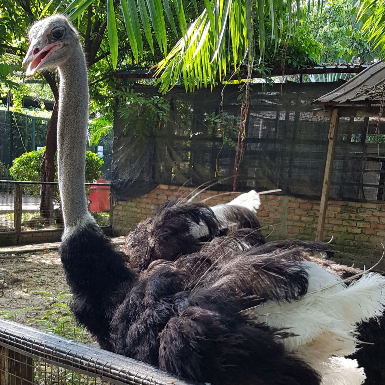 Penang Bird Park - სურათი 5