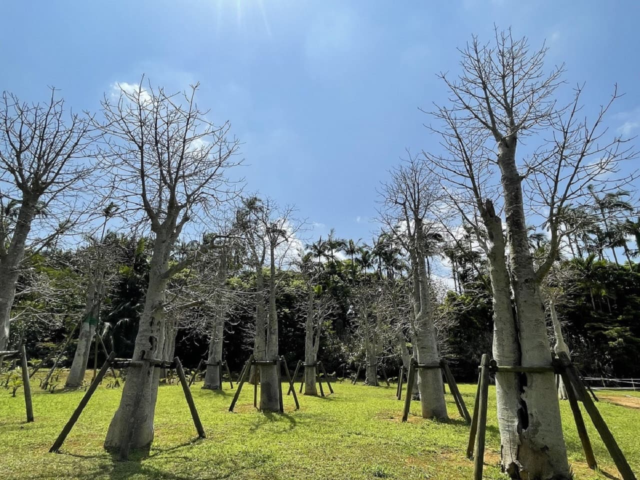 Okinawa Southeast Botanical Gardens - სურათი 10