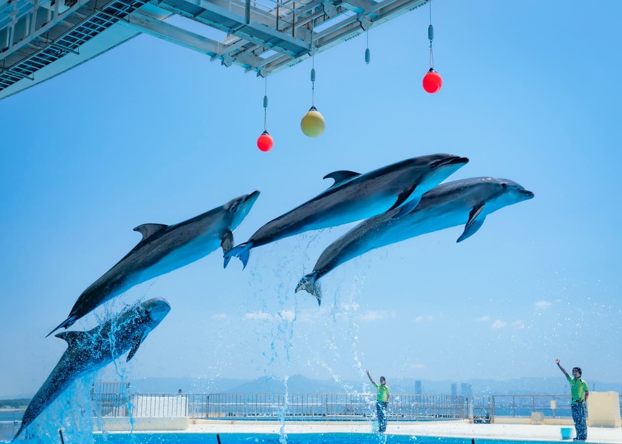 Marine World Uminonakamichi - მთავარი სურათი