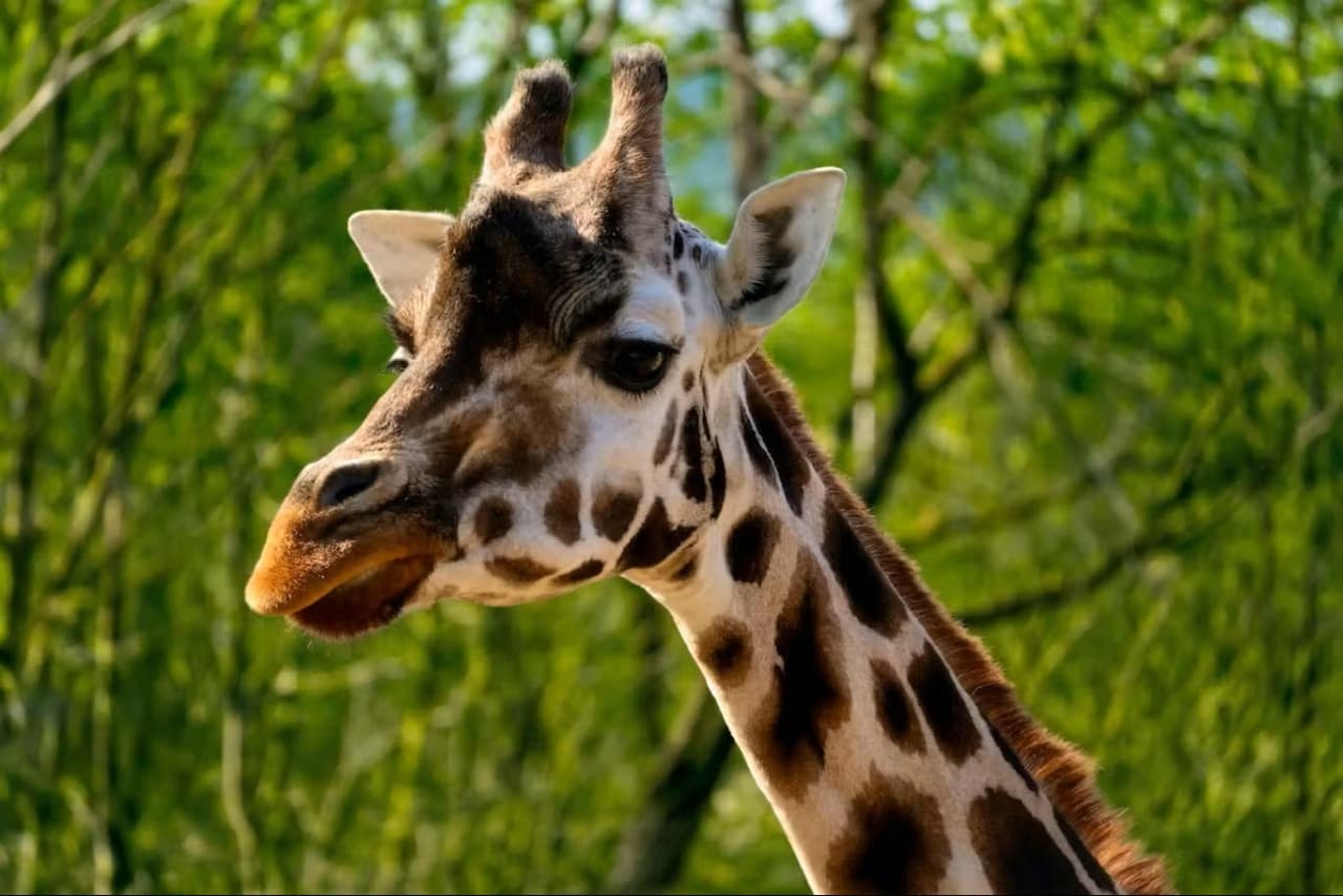 Prague Zoo Ticket + Audio Guide - სურათი 2