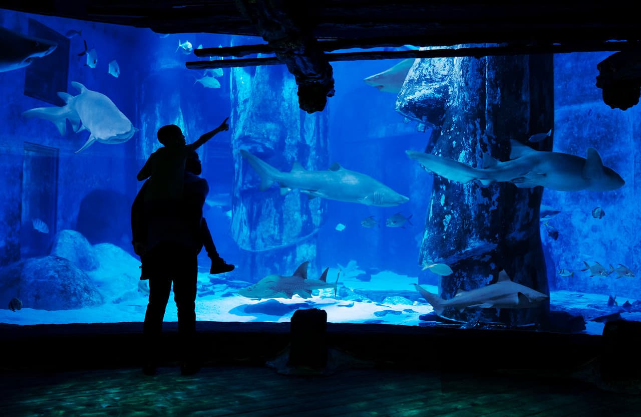 COMBO: London Eye + SEA LIFE London Aquarium Ticket - სურათი 10