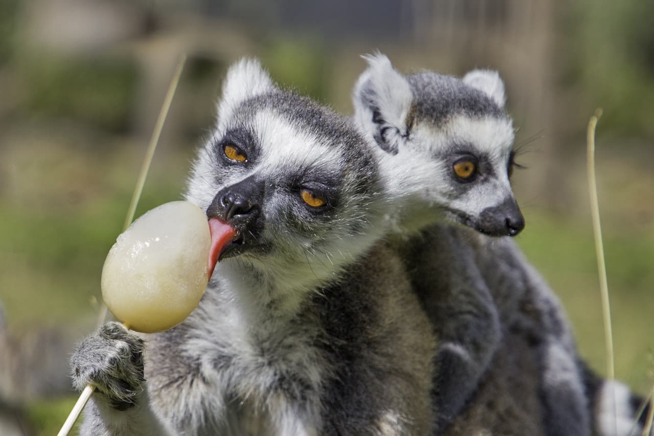 Thoiry ZooSafari: Skip The Line - სურათი 7