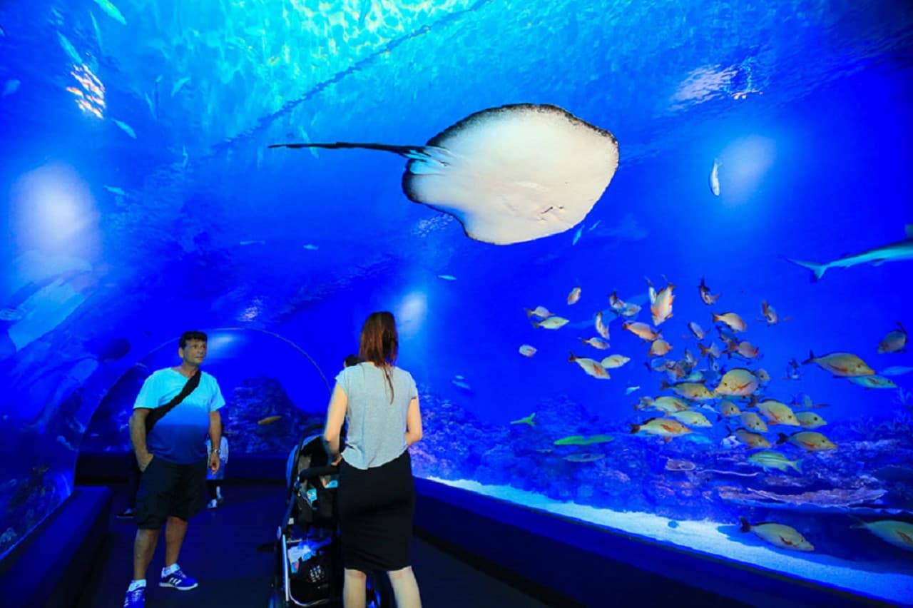 Cairns City Tours - სურათი 10