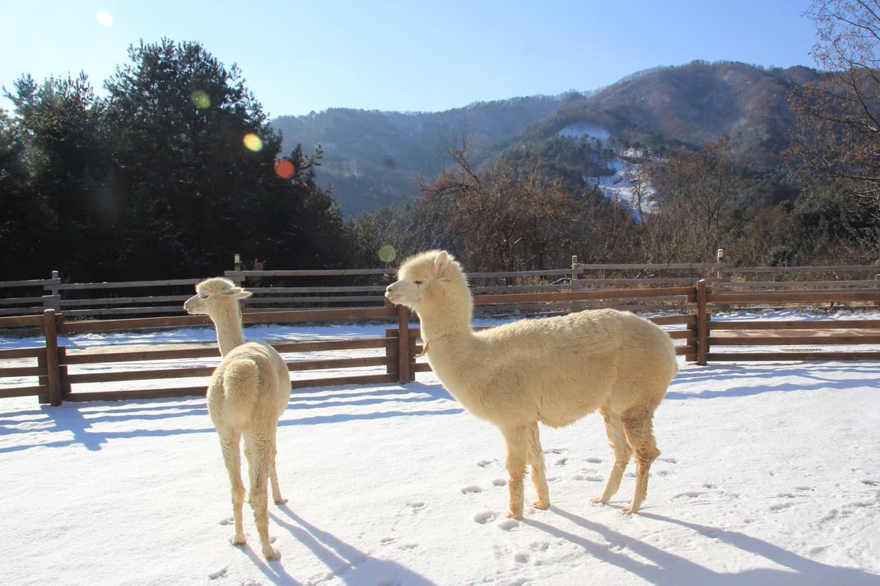 Alpaca World, Nami Island, and Garden of Morning Calm Tour from Seoul - სურათი 2