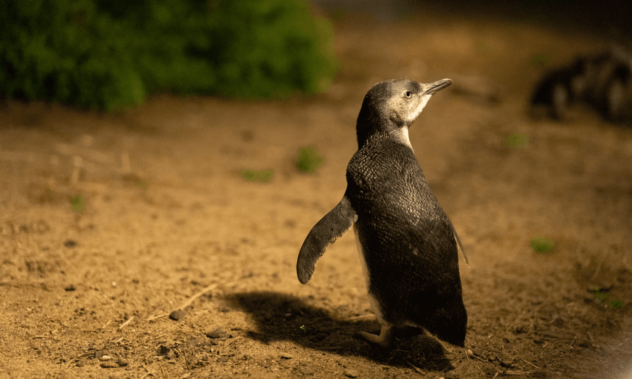Phillip Island with Penguin Parade Eco Tour - სურათი 27