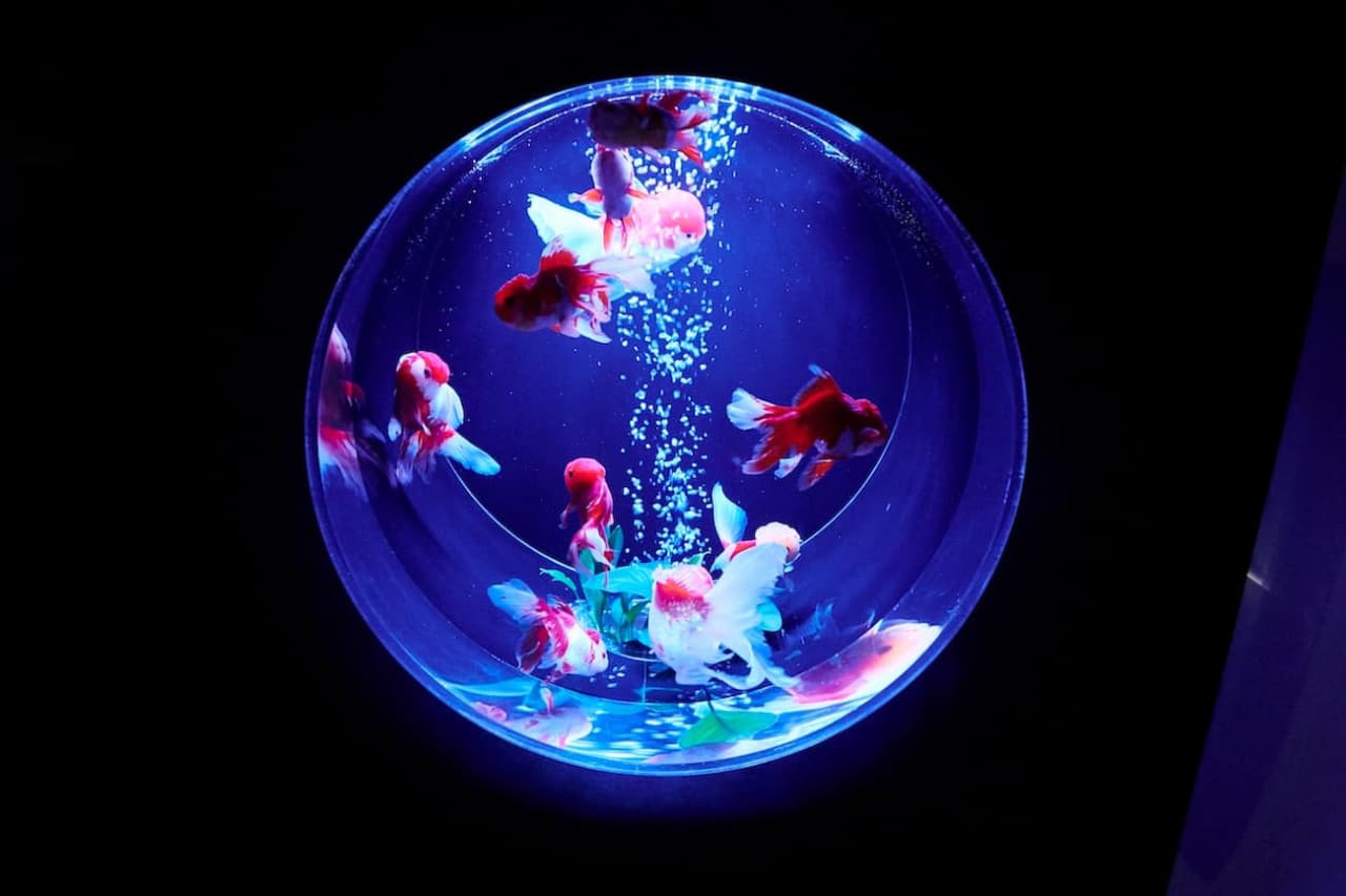 Art Aquarium Museum GINZA Ticket - სურათი 12