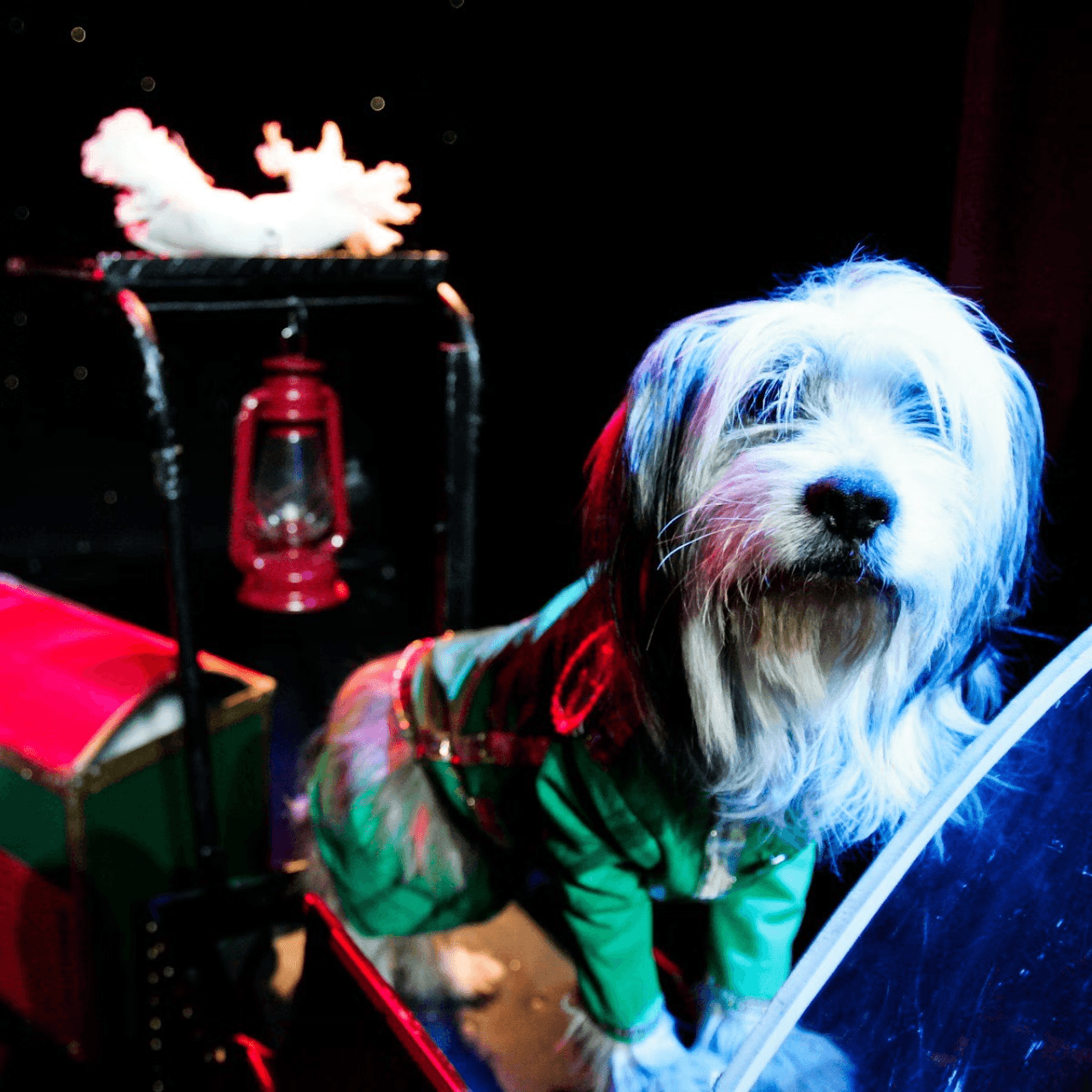 V Theatre Las Vegas - Popovich Comedy Pet Theatre - სურათი 4