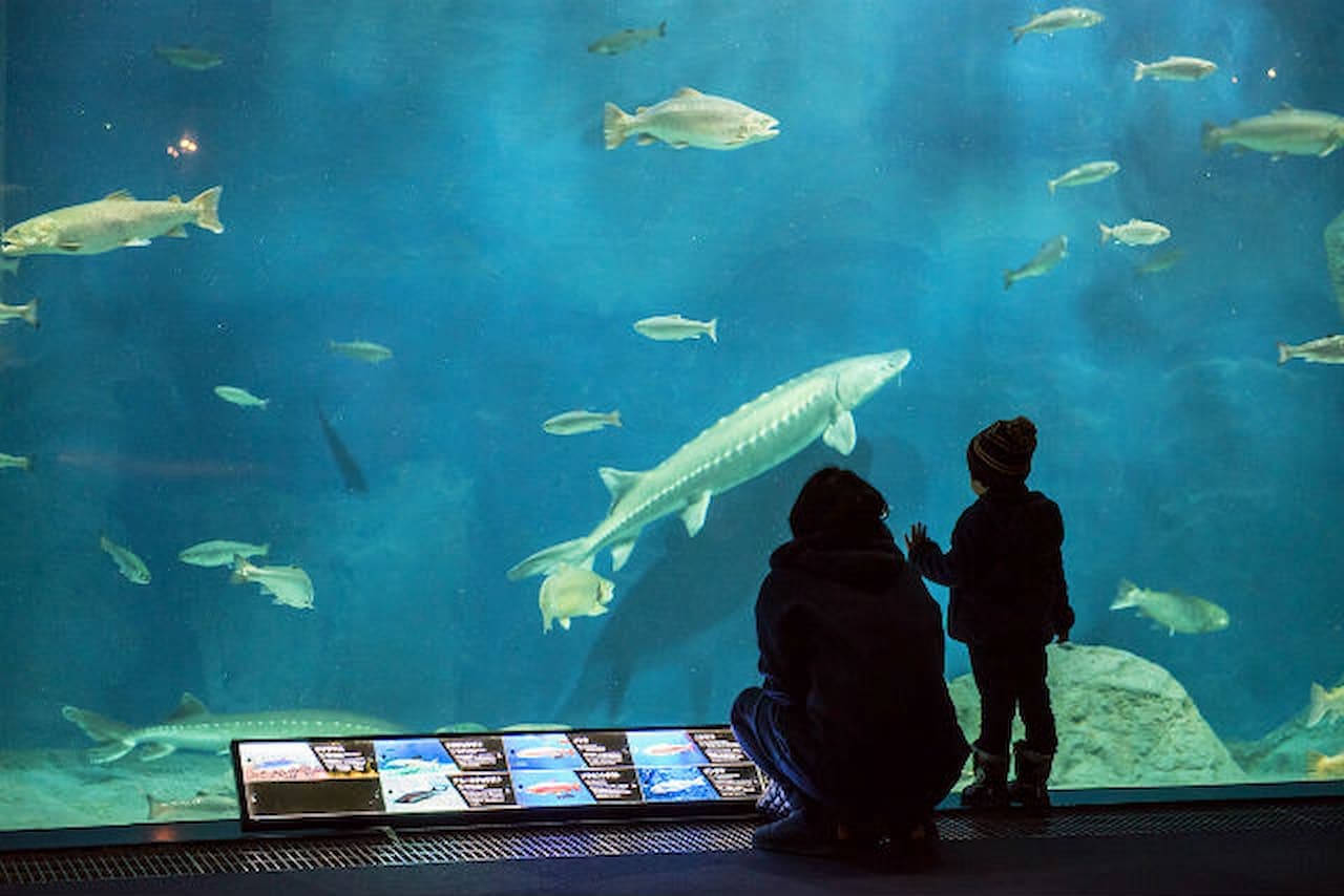 Salmon Hometown Chitose Aquarium Ticket - სურათი 8