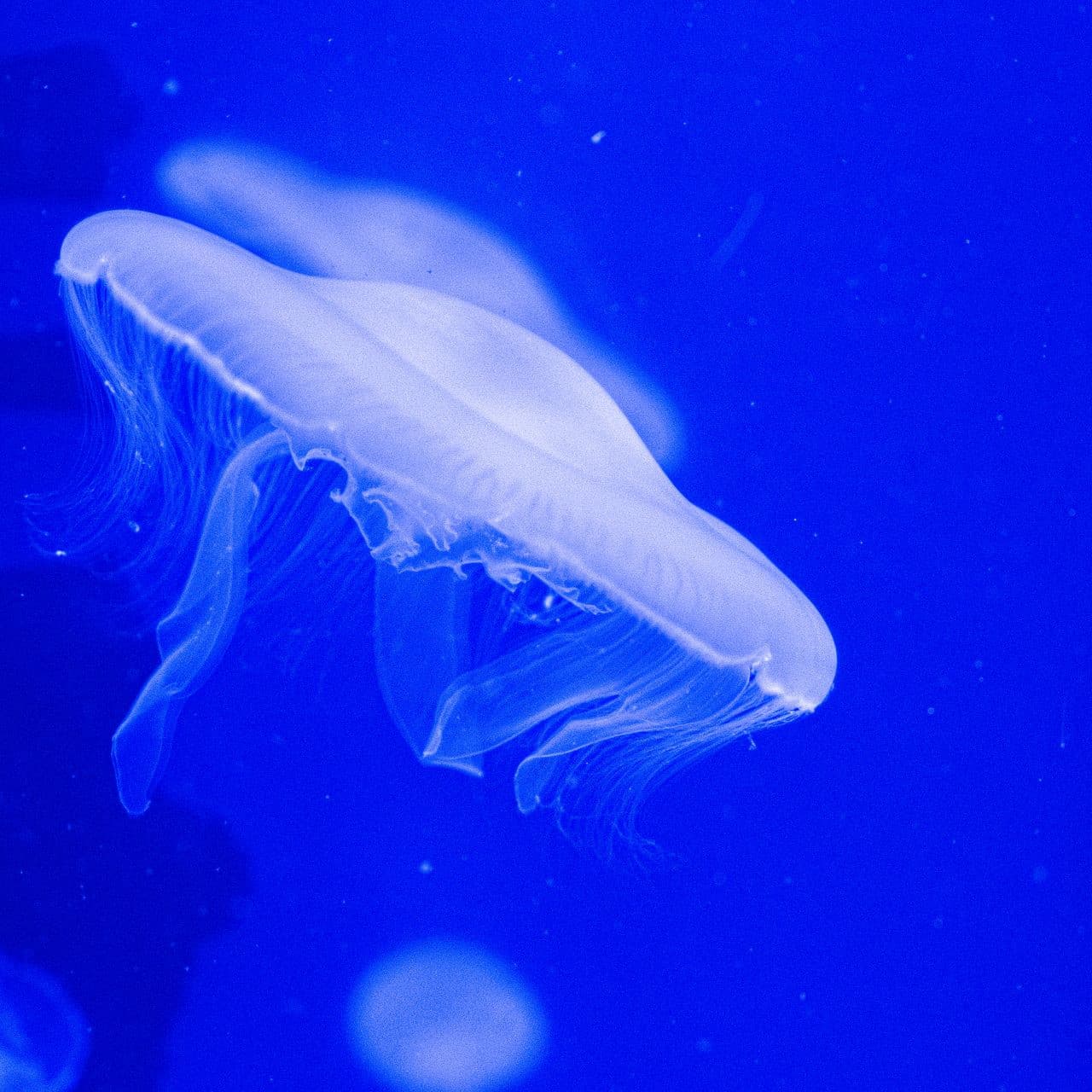 SEA LIFE Paris Aquarium Ticket - სურათი 5