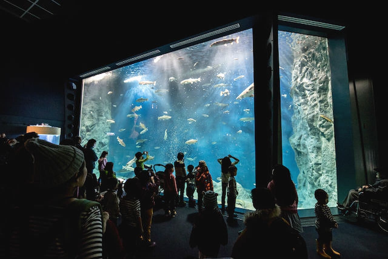 Salmon Hometown Chitose Aquarium Ticket - სურათი 11