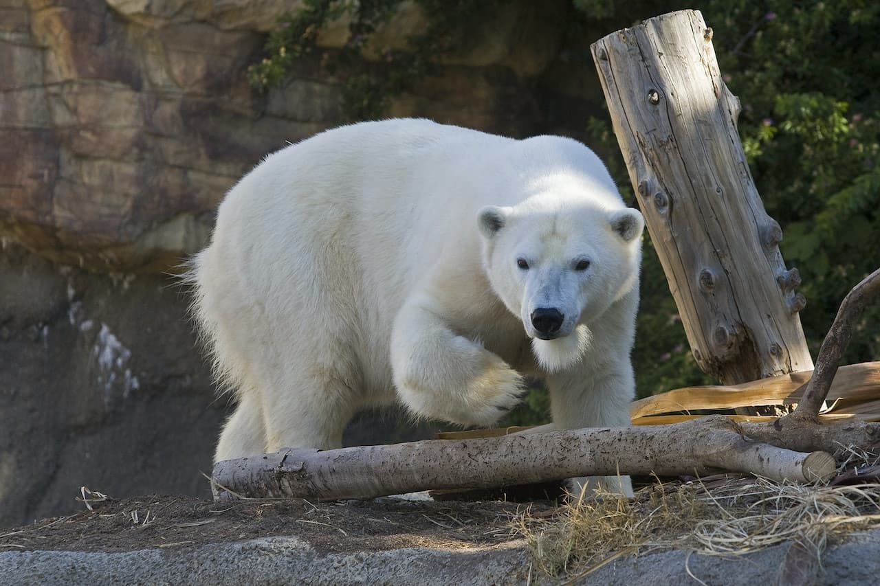 San Diego Zoo - სურათი 12