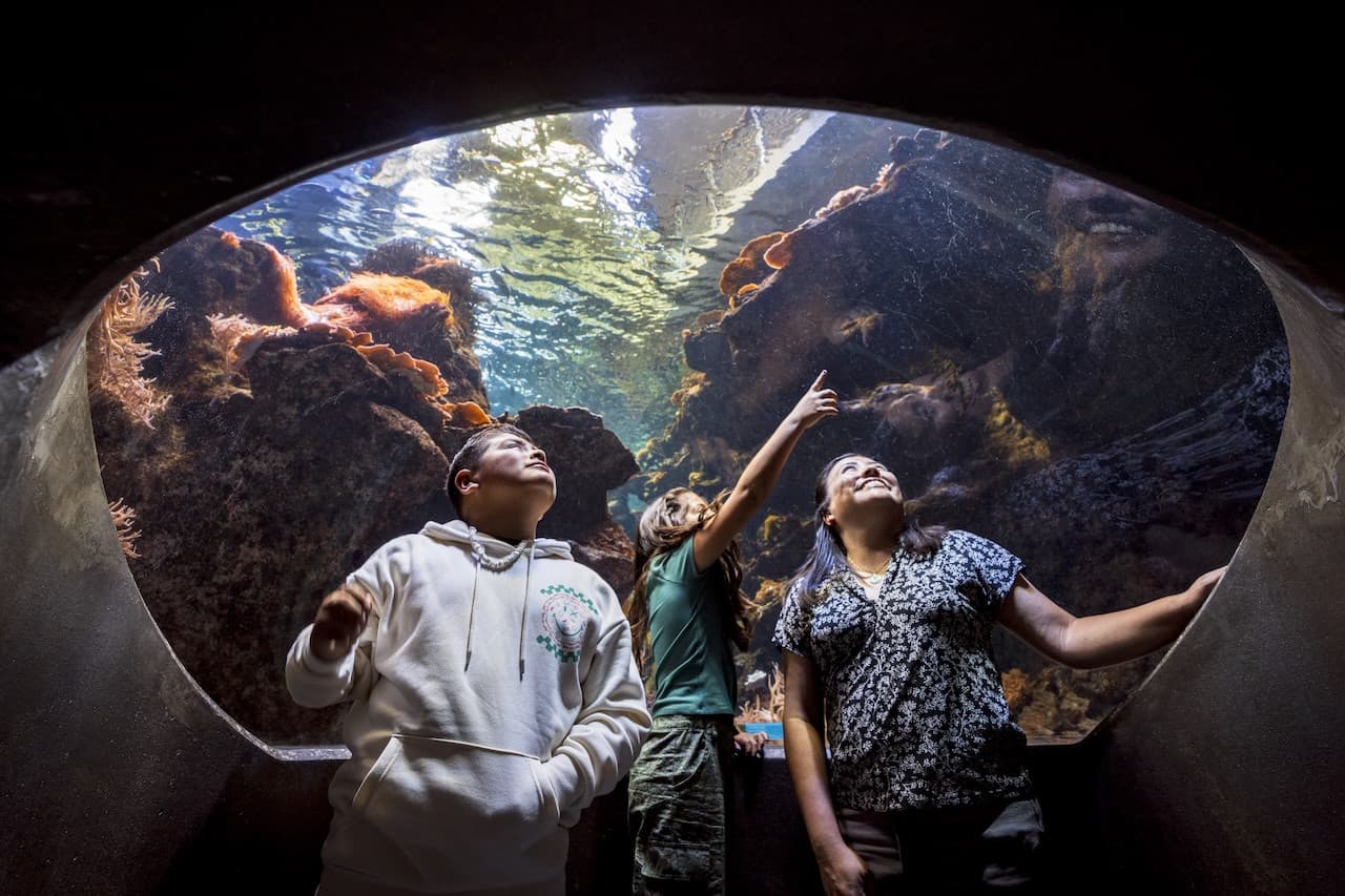 California Academy of Sciences Ticket - სურათი 6