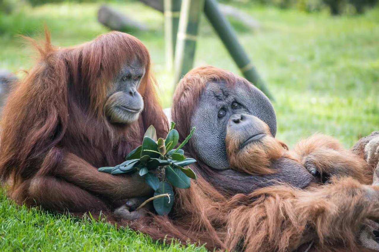 2-Visit Pass: San Diego Zoo + San Diego Zoo Safari Park Tickets - მთავარი სურათი