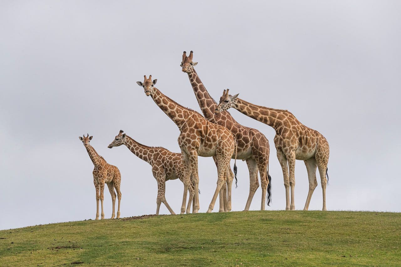 San Diego Zoo Safari Park Ticket - სურათი 5
