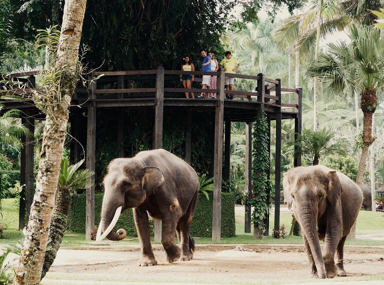Mason Elephant Park Bali by Mason Adventures (Formerly known as Elephant Safari Park) - სურათი 8