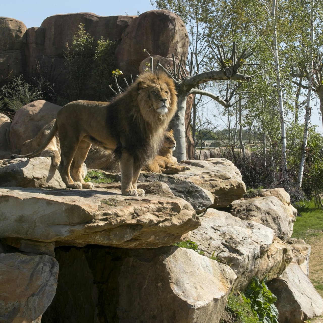 ZooParc de Beauval Ticket - სურათი 12